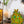 Laden Sie das Bild in den Galerie-Viewer, Spardose Pomme Pidou Frosch Freddy mit goldener Krone, Farbe hellgrün mit Blumenwiese, Pomme Pidou