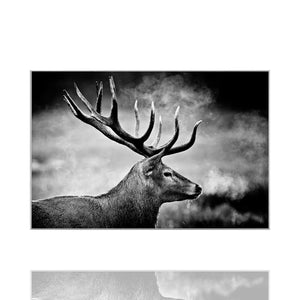 Elegantes Hirsch-Bild in Schwarz-Weiß. Naturfotografie eines stolzen Hirsches im Profil, dessen Atem im Nebel sichtbare Wolken bildet. Hochwertiges Wandbild für eine moderne Raumgestaltung.
