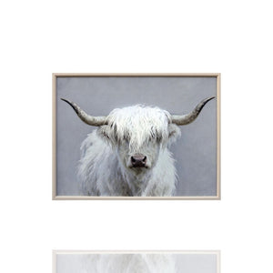 Gemälde oder Bild von einem weißen schottischen Hochlandrind. Fluffy Longhorn trägt auf dem Kopf Kunstfell. Das Gemälde hat einen hellen Hozrahmen.