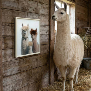 Ein Bild von drei Lamas hängt in einem Stall. Daneben steht ein Lama und schaut sich das Bild an Der Stall bietet Wanderungen mit Lamas an.