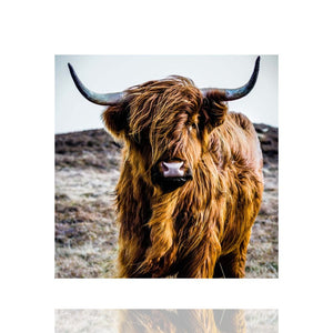 Quadratischer Kunstdruck eines braunen schottischen Hochlandrinds mit langen Hörnern und dichtem Fell vor einer unscharfen Landschaft, dargestellt vor weißem Hintergrund mit einer leichten Spiegelung am unteren Bildrand.