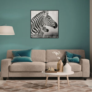In einem Wohnzimmer hängt ein quadratisches Bild mit einem schwarzen rahmen über dem Sofa. Auf dem Bild sieht man eine Zebramutter mit ihrem Zebrafohlen.